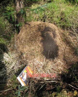 FOTO GROSSER AMEISENHÜGEL DIESE MASSE ROTER HOLZAMEISEN HATTE IHR NEST/HÜGEL DARAUS GEMACHT