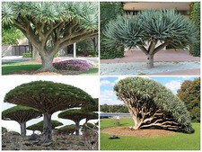 10 graines Dacaena draco, plantes grasses, cactus,seed succulents F