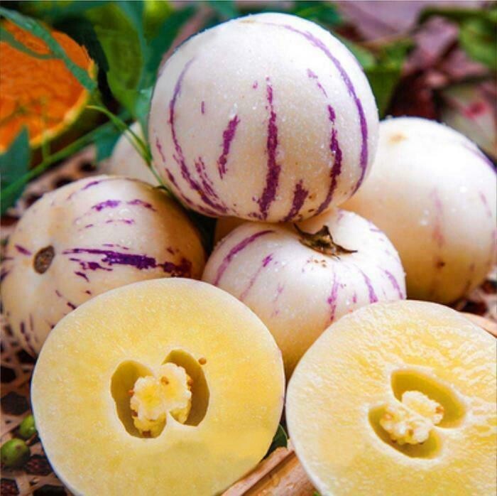 Pepino Melon Pear Sweet Cucumber Exotic Fruit Seeds 10 Pack #5736  