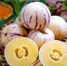 Pepino Melon seed Melon pear or sweet cucumber Exotic fruit 10 seeds.(#5736)