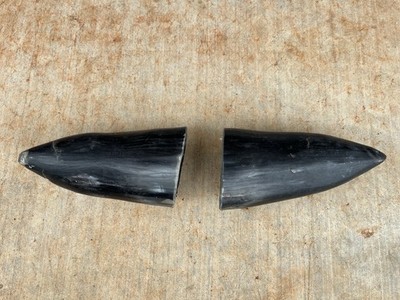 STEER HORNS 7 1/2  Inch Two Horns POLISHED BULL COW