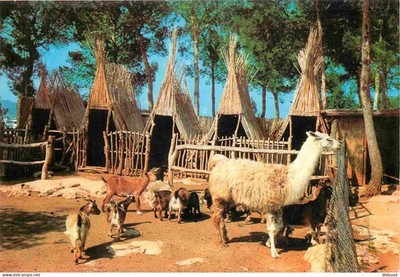 Postcard - Animals - Lamas - Auto and Foto Safari Calm Mallorca Espana - Ch