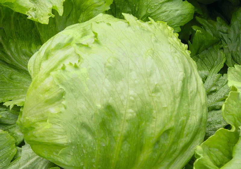 VALEYRAC EXOTICS Lattuga iceberg - iceberg - lattuga 50+ semi - semi - semi L 021