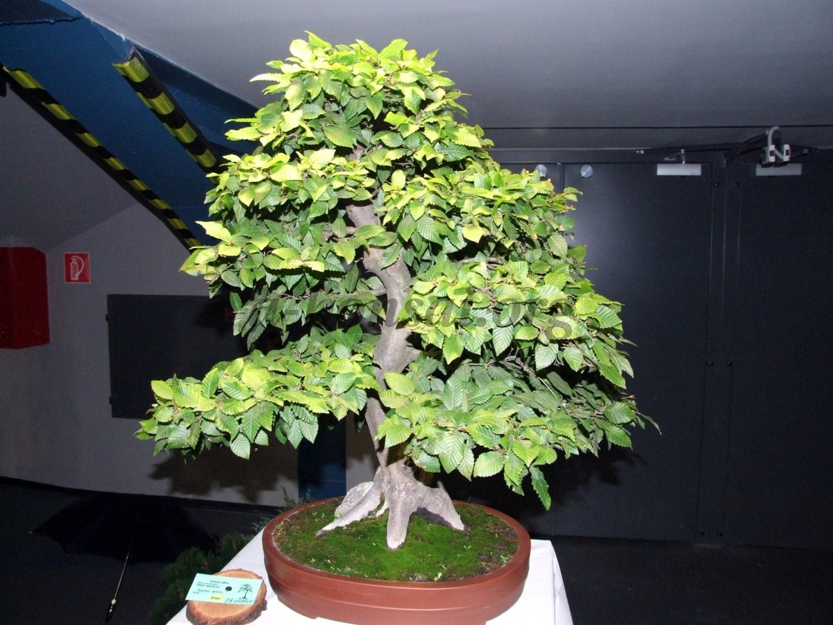 European Hornbeam, Carpinus betulus, Tree Seeds (Fall Color, Bonsai,  Topiary) | eBay