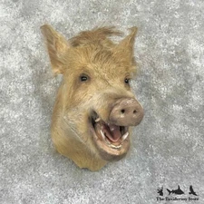 #30654 EL | Wild Boar Taxidermy Shoulder Mount For Sale