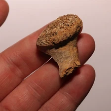 Small Dinosaur Vertebrae Process - Dino Fossil Hell Creek Formation CRETACEOUS