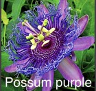 Passion Fruit Possum Purple Passiflora edulis 1 Live Plant!!