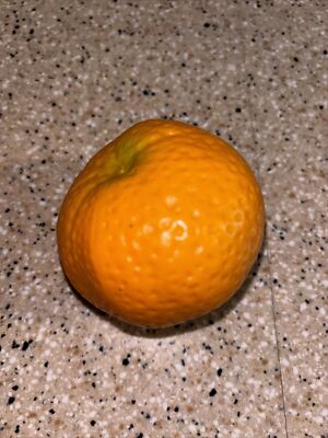 Worlds Most Expensive Fake Faux Orange - Plastic Fruit - One Of A Kind