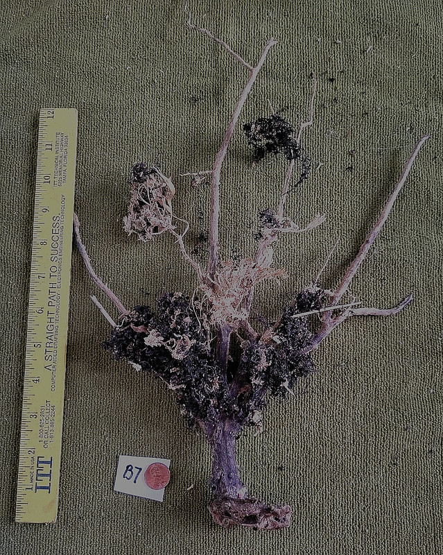 Natural Sea Fan - Bonsai- Coral - Sea Whip B7