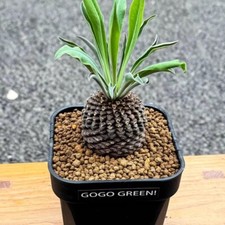 4-5CM Succulent Cactus Plant Euphorbia Bupleurifolia Ball Cactaceae Home Garden