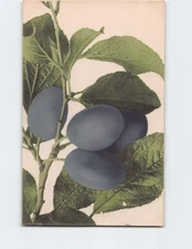 Postcard Greeting Card with Plums Art Print
