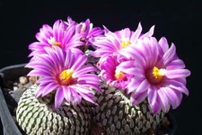 Kaktusy: Turbinicarpus pseudopectinatus v. jarmilae 1,3 cm, własne korzenie WE