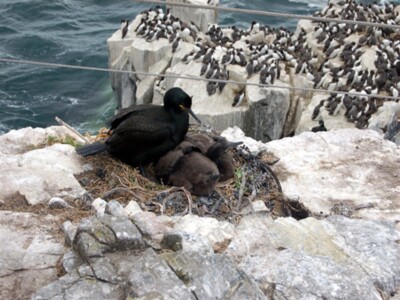 Foto 6x4 Shag mit zwei Küken im Nest, Inner Farne Seahouses c2009