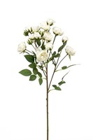 Artplants Dekozweig Rosen Tossa, Weiß, 55Cm