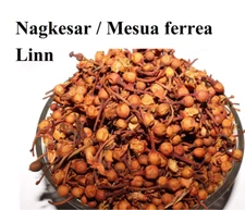 100% Pure Mesua ferrea Linn , Nagkesar lal , Ceylon ironwood