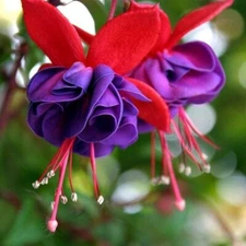 Fuchsia Plant Live | Hummingbird Plant | Mother's Day Gift
