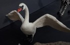 Schleich Mixed Lot Of 8 Animals dated from 2002 Elephant Zebra Swan Lion — photo 7