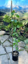 (Approx 80 cm) - silver birch (betula pendula) Tree 3.5