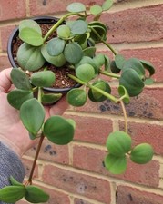Peperomia Hope Trailing Plant in  9cm pot.