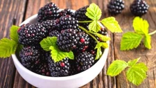 125 Blackberry Seeds, USA Seller Free Shipping Fruit Seeds Fragrant