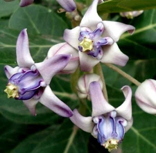 Calotropis gigantea | Giant Milkweed | Crown Flower | Swallow Wort | 10_Seeds