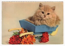 Gatto persiano cucciolo su carriola con fiori colorati (1966)