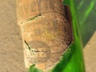 LONDON TAVERN ALE ~ STOCKTON, CA ~ BOTTLE ~ VINTAGE ~ AS FOUND ~ 1940s — photo 9