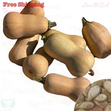 Waltham Butternut Winter Squash Seeds | Vegetable Seeds