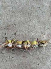 5pcs Rooted Sugarcane Cutting Sweet Juicy Tropical Plant Ready To Plant