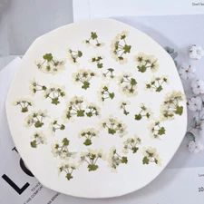 12PCS real Pressed Thunberg Spiraea flower, tiny floral with leaves stem FHT22