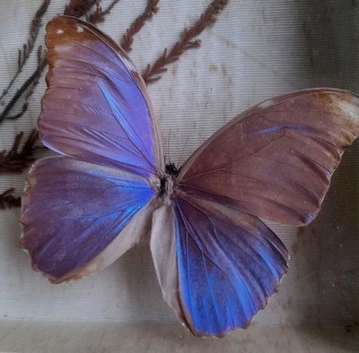 Butterflies Entomology Beautiful Set of Several LEPIDOPTERAN Butterflies. ...