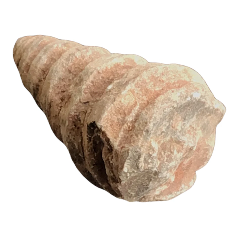 Steinfixx® - Turmschnecke versteinert Schnecken Fossilien Sammlerstück - Bild 2 von 4