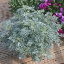 2x Artemisia 'Powis Castle' XXL Jumbo Plug Plant (Wormwood) Evergreen