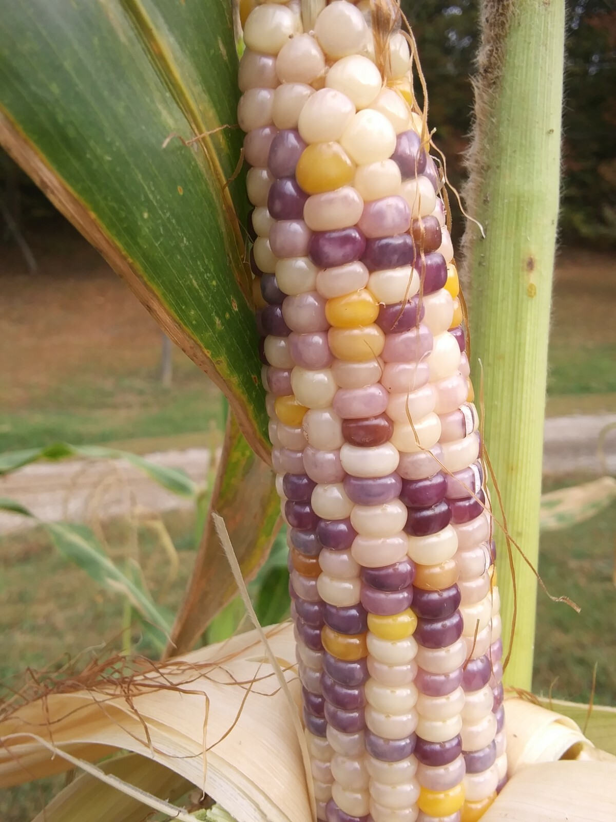 100 GLASS GEM INDIAN CORN SEEDS 2021 HARVEST eBay