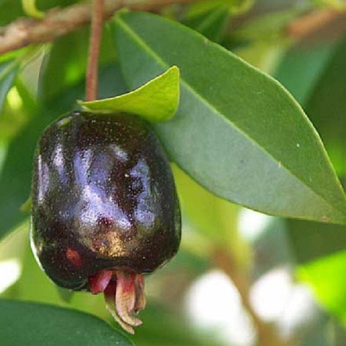 Cherry of the ~RIO GRANDE~ Eugenia aggregata Live FRUIT TREE sm Potd Plant - Picture 6 of 10