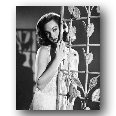 Shirley Anne Field Photo 8x10 English Actress Publicity Still 1960s B&W
