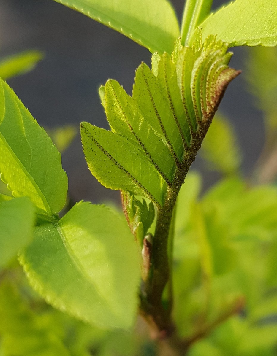 Pterocarya stenoptera spécimen d'exception pour grand domaine - 3