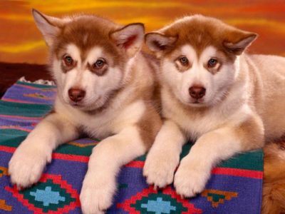 192 HIGH RESOLUTION DIGITAL ANIMAL IMAGES ON PHOTO CD * 7-AZ