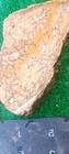 Rough Slab Yellow Dendritic Jasper 116g. 5/16" Thick Lapidary Cabbing #B-4 — photo 6