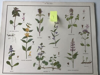 Vintage Macmillan School Educational print poster Nature Wild Flowers FREE POST