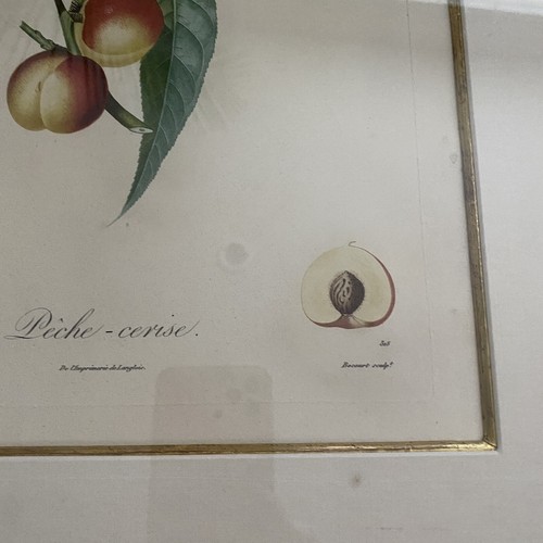 Juego de 2 melocotones estampado botánico Bocourt fruta doble de troyes peche poiteau - Imagen 9 de 10