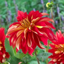 Dahlia Nick Sr. 3 Tuber Clumps, Red & Yellow Summer
