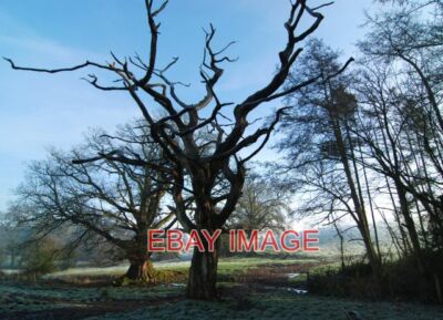 FOTO ALTER BAUM BEI KNOTENMOORPLANTAGE 2013
