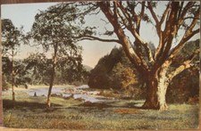 Irish Postcard Meeting of the Waters AVOCA Wicklow Thomas Moore Tree Val Carbo
