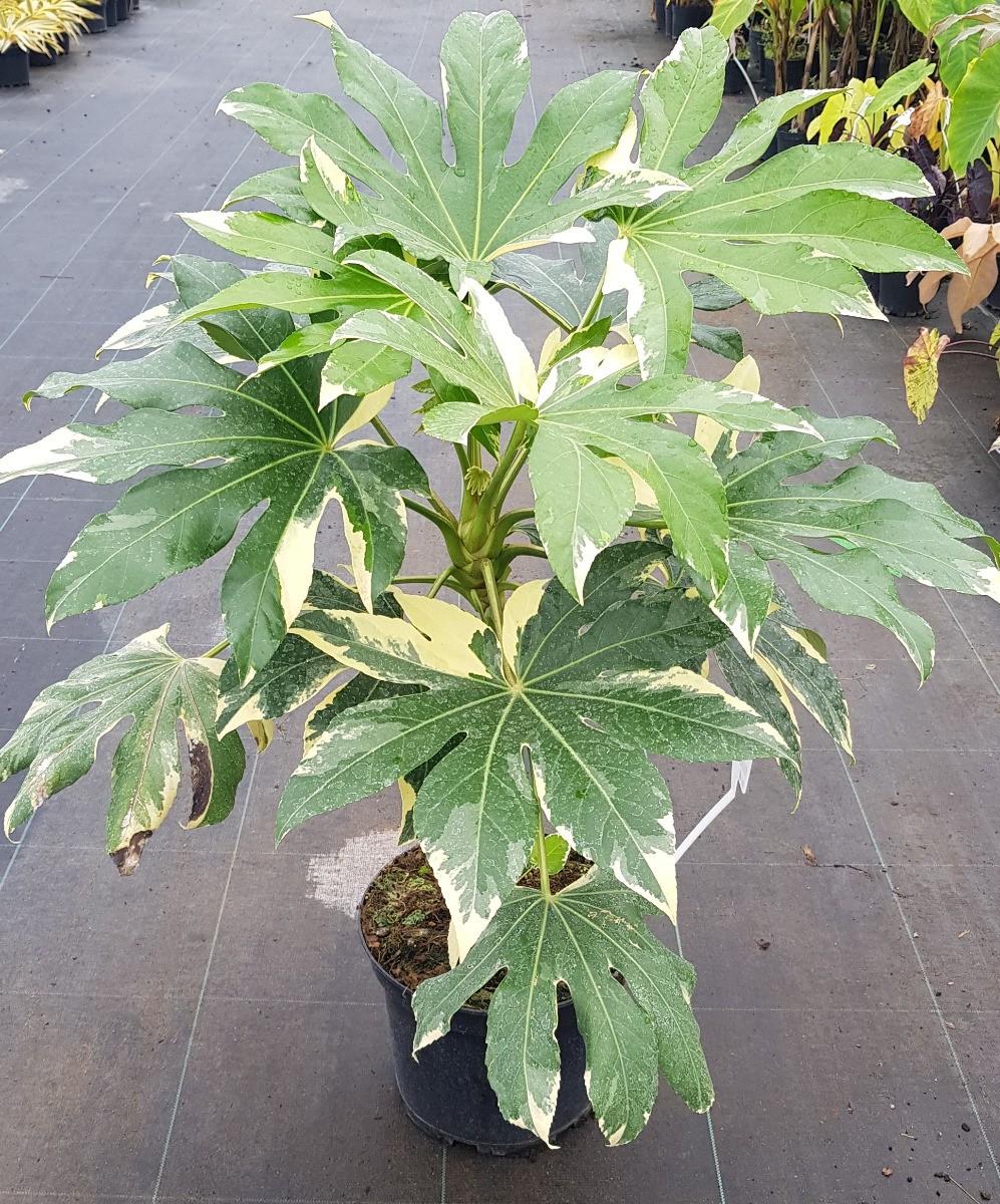 Fatsia japonica Variegata arbuste d'ombre résistant au gel pot 7L