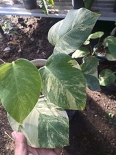 Real Pick Monstera Marmorata Variegated Beautiful Leaves