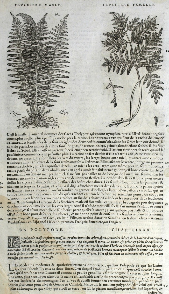 Ferns Marvel Botanical Matthioli Mattioli Matthiole Dioscorides ...