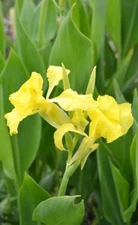 Yellow Canna Lilly Tuber