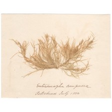 Antique 1833 Scottish dried sea algae herbarium 40 Enteromorpha cerupuna