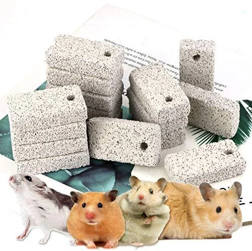 Hamster chews top for teeth